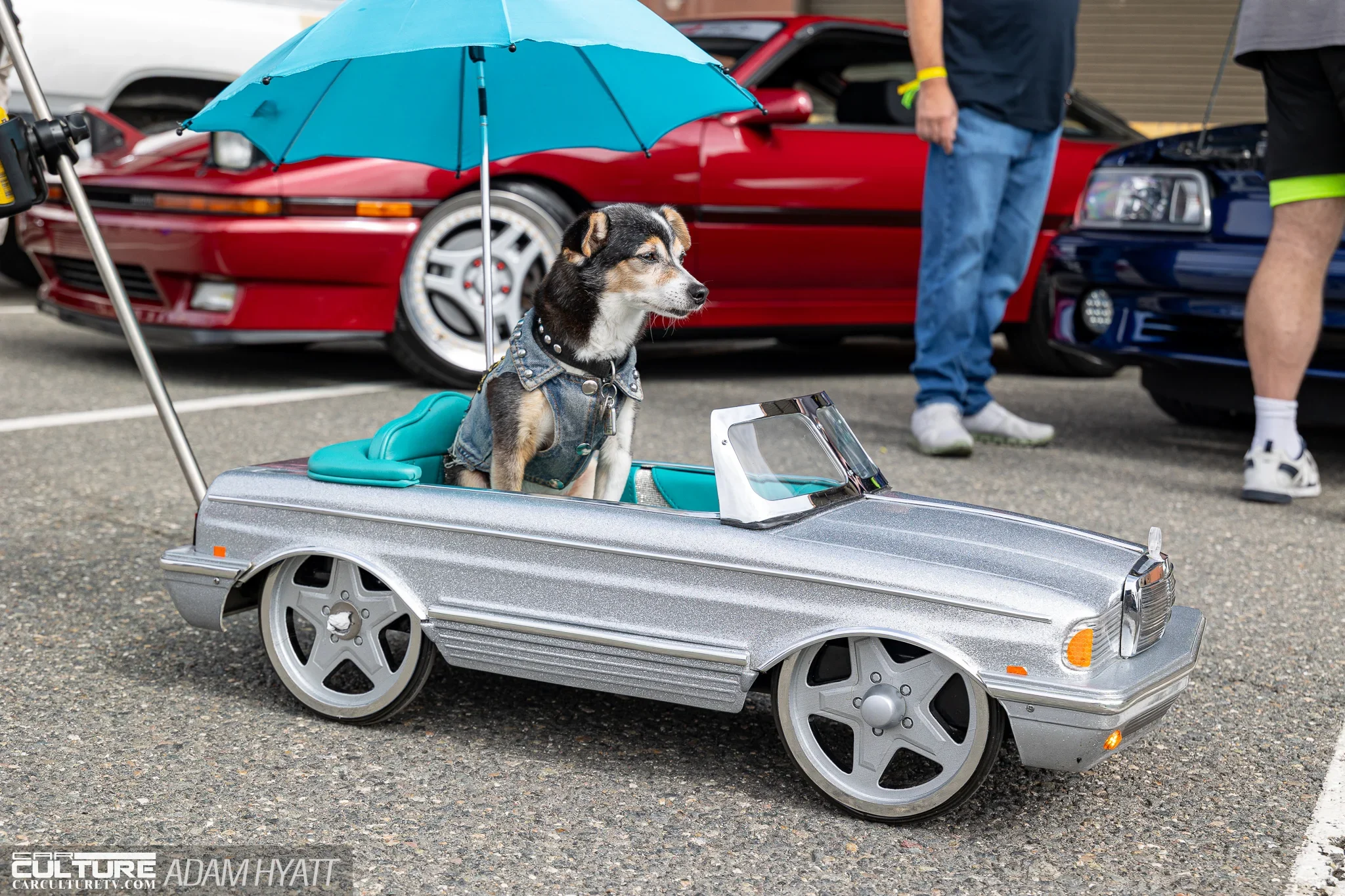 RADwood SoCal Dog in car
